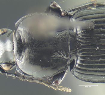 Media type: image;   Entomology 33039 Aspect: pronotum dorsal